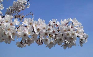 Sakura (die Kirschbl�te)